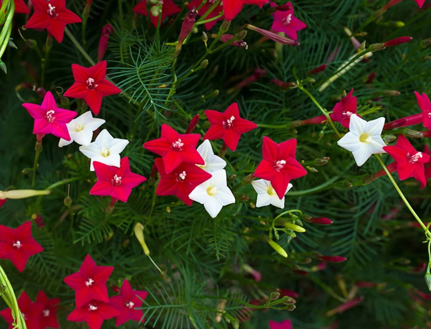 Cypress Vine Mix